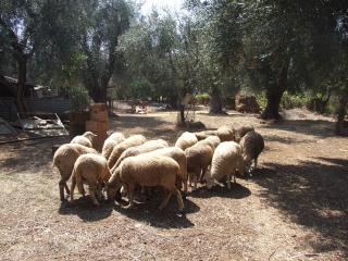 Immagine allegata alla scheda. Per averne una descrizione leggere i dettagli più in basso.